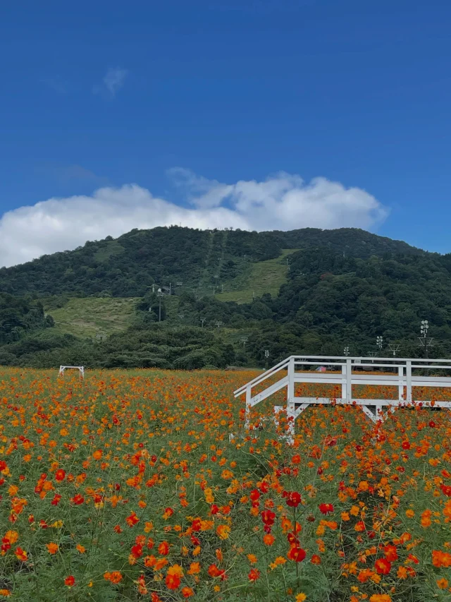 9月5日プレオープン☀️です

昨日までの雨で空気がとても爽やかな朝を迎えています
キバナコスモスは6〜7分咲きですが
山の緑に映えて
美しいコントラストを醸し出しています

今年は皆さまに
キバナコスモスを上から楽しんでいただこうと
橋:bridge
を用意しました♪
ぜひ、渡ってみてくださいね

プレオープンでは
イオッティランド(室内遊び場)と
レストランも営業しております

※ゴンドラはメンテナンスのためお休みです

それではイオックスアローザで
お待ちしております